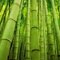 Бамбук – растровый клипарт