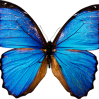 Бабочки – большая сборка растрового клипарта