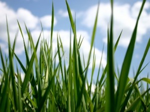 зеленая трава на фоне голубого неба, летние фоны, зеленые фоны, растровый клипарт