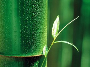 зеленый стебель бамбука с тонким ростком, роса на стебле бамбука, зеленые фоны, растровый клипарт