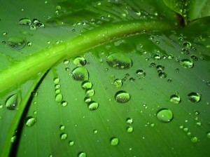 капли росы крупным планом на зеленом листе, растровый клипарт, зеленые летние фоны