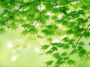 зеленая трава, летние фоны, зеленые фоны, растровый клипарт, листья деревьев