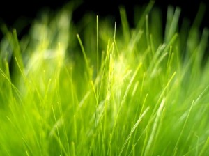 зеленая трава, летние фоны, зеленые фоны, растровый клипарт