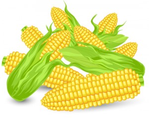 початки кукурузы в векторе